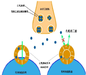 蛇毒肽,Syn-AKE