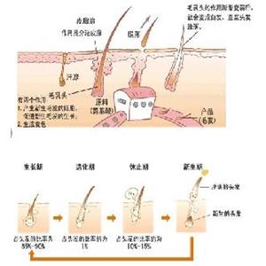 生物素三肽-1,Biotinyl-GHK tripeptide