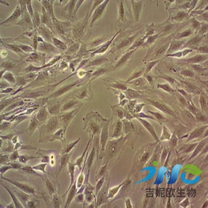 Mino人细胞