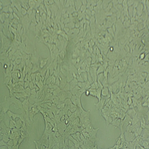 JEG-3人细胞