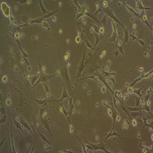 BHK-21鼠细胞