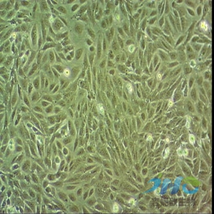 HCC4006细胞