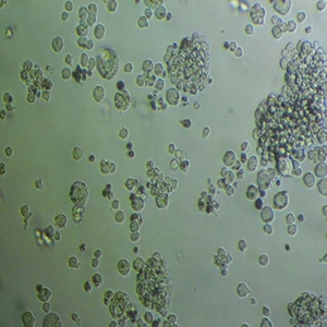 RL-95-2细胞