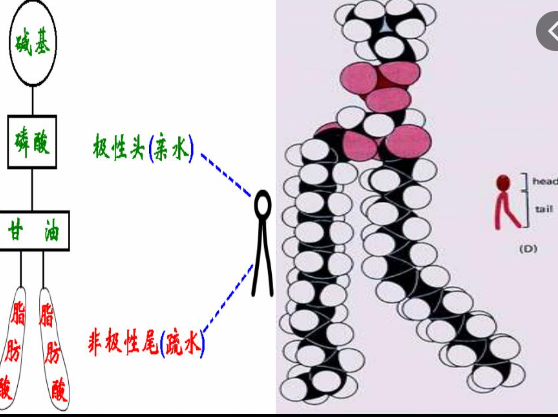 Cy5.5-聚乙二醇-磷脂,Cy5.5-PEG-DSPE