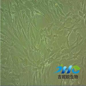 RCM-1人直腸腺細(xì)胞