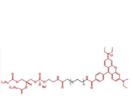 羅丹明聚乙二醇磷脂,Rhodamine-PEG-DSPE