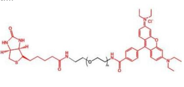 羅丹明聚乙二醇生物素,Rhodamine-PEG-BIOTIN