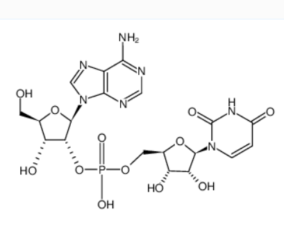 uridylyl-(5'->2')-adenosine,uridylyl-(5'->2')-adenosine