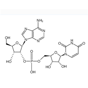 10061-10-6 uridylyl-(5'->2')-adenosine