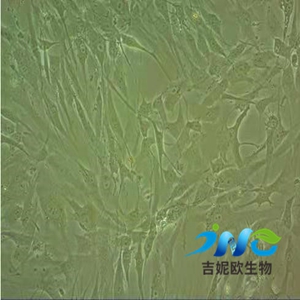 NCI-H1395人肺腺细胞,NCI-H1395