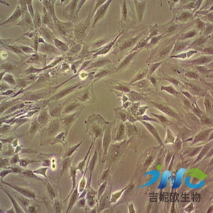 人乳腺導(dǎo)管細(xì)胞,MDA-MB-134VI