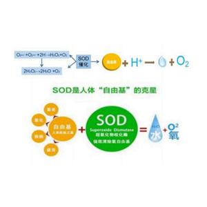 SOD超氧化物歧化酶