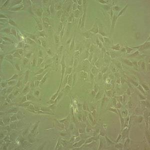 Calu-3人肺腺细胞