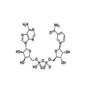 β-烟酰胺腺嘌呤二核苷酸,NAD+