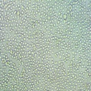 HTR-8人绒毛膜滋养层细胞
