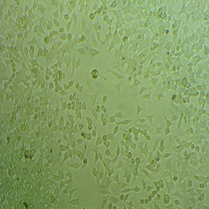 P3HR-1 Cells,U-251 MG