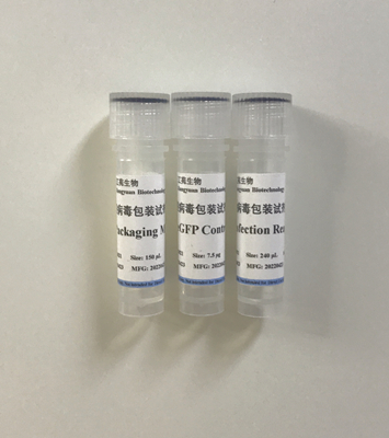 慢病毒包装质粒Mix,Lentiviral Packaging Plasmid Mix