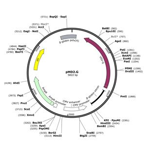 慢病毒包装质粒 pMD2.G 江苑生物