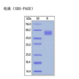 CD155蛋白,CD155