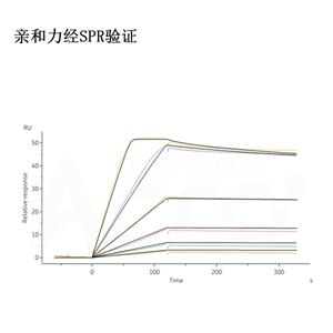 B细胞成熟蛋白,BCMA