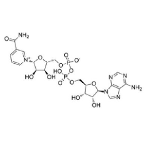 氧化型辅酶 I,NAD