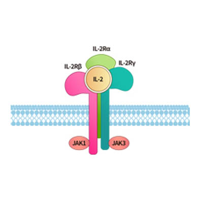 白介素2受體,IL-2RA&IL-2RB