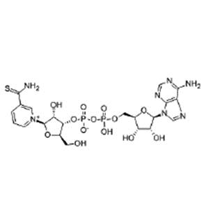 硫代輔酶,Thio-Coenzyme