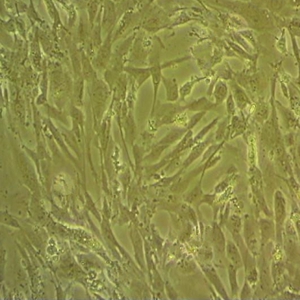 小肠内分泌细胞系细胞