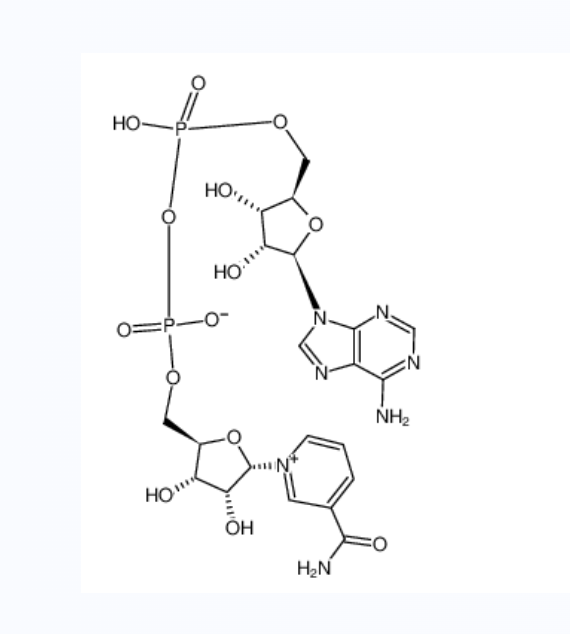 Alpha-二磷酸啶核甙酸,α-DIPHOSPHOPYRIDINE NUCLEOTIDE