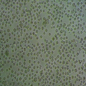 人绒毛膜细胞
