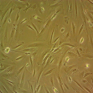 人恶性胚胎横纹肌细胞