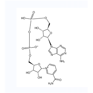 Alpha-二磷酸啶核甙酸,α-DIPHOSPHOPYRIDINE NUCLEOTIDE