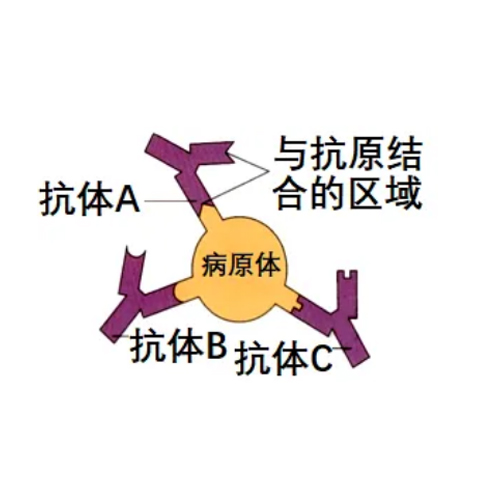 腫瘤壞死因子受體超家族成員4,OX40