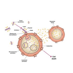 B淋巴细胞激活抗原B7-1蛋白 ACRO百普赛斯