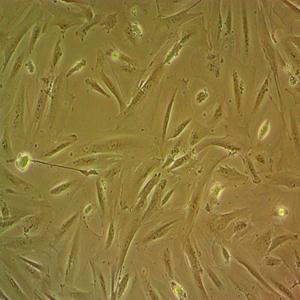 CMT93小鼠肠细胞