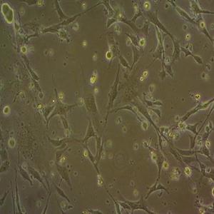 HBZY-1大鼠肾小球系膜细胞