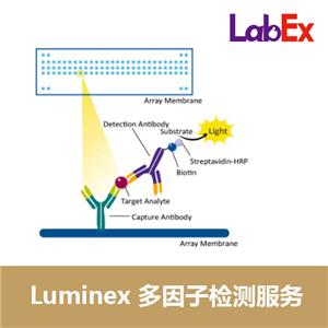 LUMINEX多因子檢測,luminex