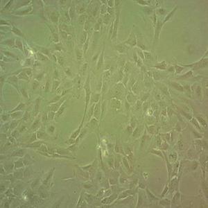 NTERA-2 cl.D1 cells