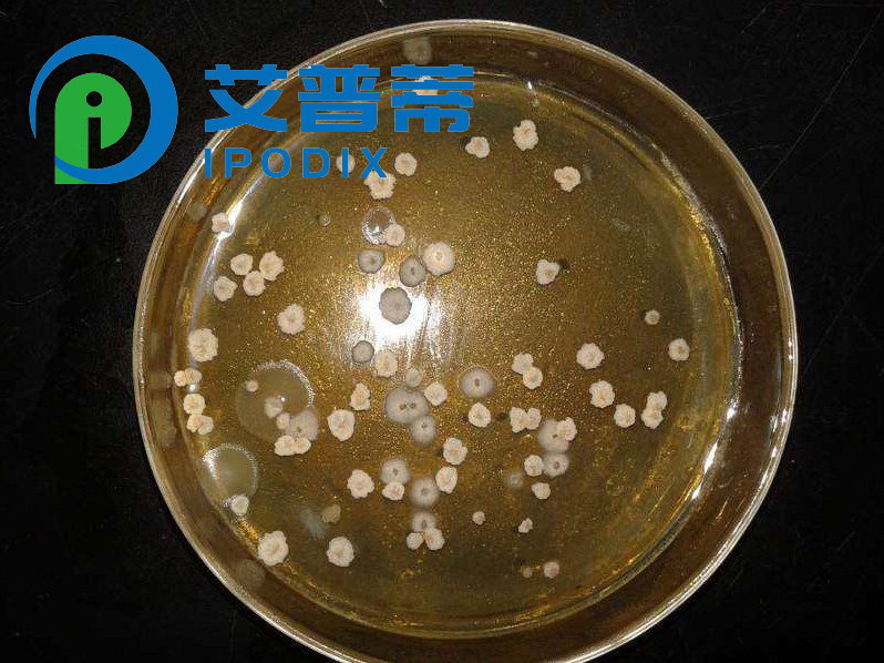 7-氨基放線菌素 D,7-AAD[7-Aminoactinomycin D]