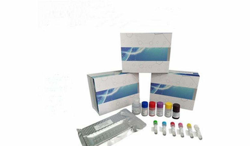 Cell NavigatorTM活細(xì)胞微管蛋白染色試劑盒,Cell NavigatorTM Live Cell Tubulin Staining Kit