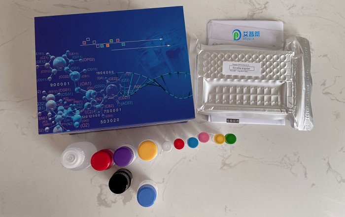 SLC11A2单克隆抗体（M01），克隆4C6,SLC11A2 monoclonal antibody (M01), clone 4C6