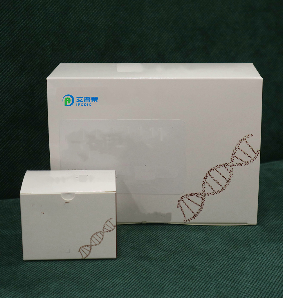 PCDH8单克隆抗体（M01），克隆6A8,PCDH8 monoclonal antibody (M01), clone 6A8