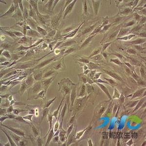 H1975-GFP细胞