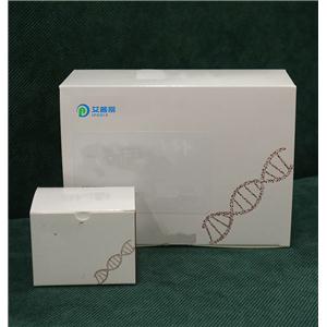 PCDH8单克隆抗体（M01），克隆6A8,PCDH8 monoclonal antibody (M01), clone 6A8