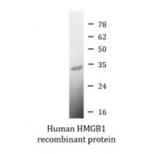 Arigo 激活用 HMGB1 活性蛋白，ARG70220,Human HMGB1 recombinant protein (Active) (His-tagged, C-ter)