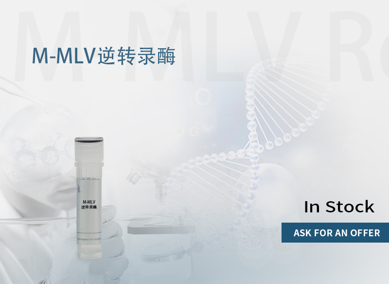 M-MLV 逆转录酶,M-MLV Reverse transcriptase