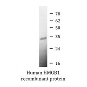 Arigo 激活用 HMGB1 活性蛋白，ARG70220