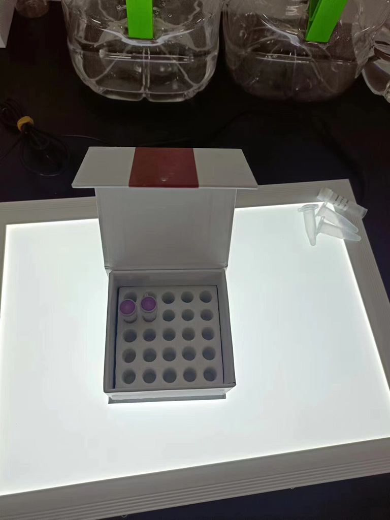 CPOX（人類）重組蛋白（P01）,CPOX (Human) Recombinant Protein (P01)