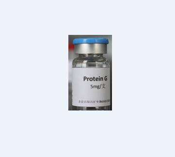 重组蛋白G,Protein G
