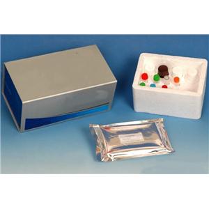 血浆/血清外泌体体纯化小提试剂盒（提取试剂盒）